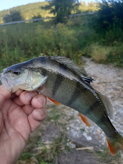 20190921_174740-480x640.jpg
