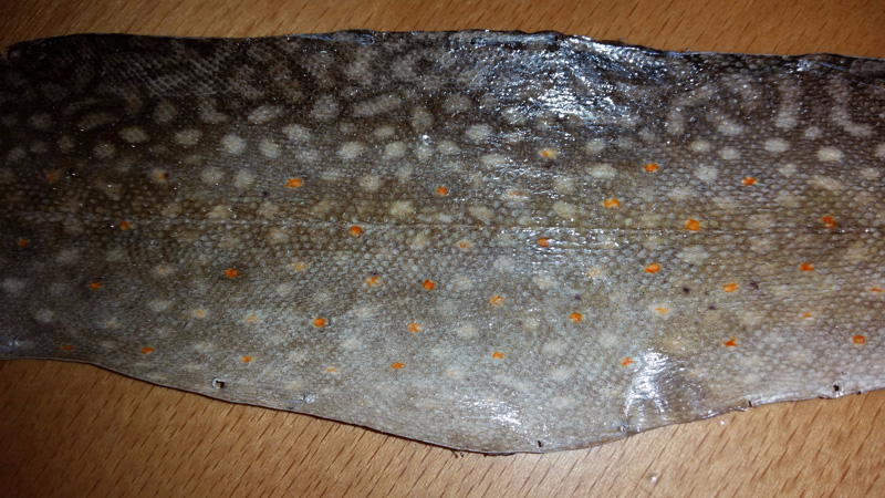 Fischleder_Saibling1.jpg
