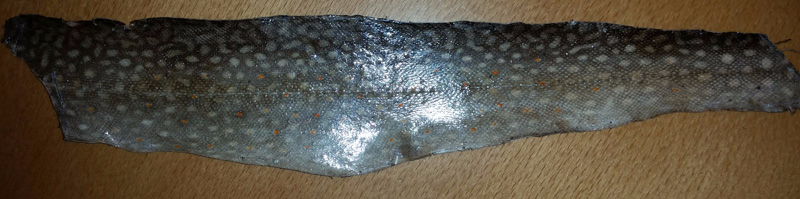 Fischleder_Saibling-.jpg