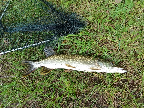 Kleiner Hecht auf Spinmad 6g