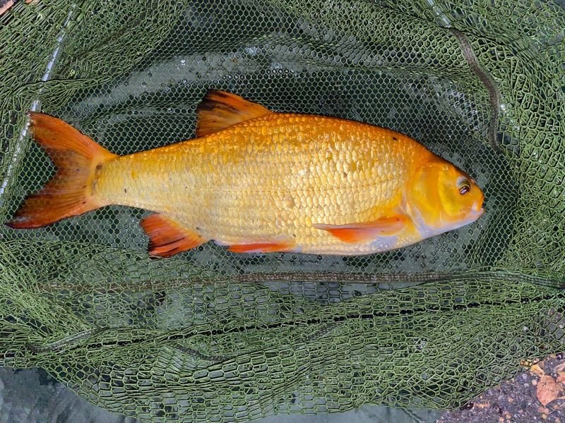 Goldorfe4kl.jpg