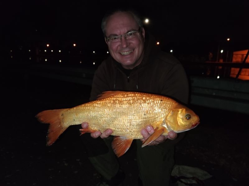 Goldorfe3kl.jpg