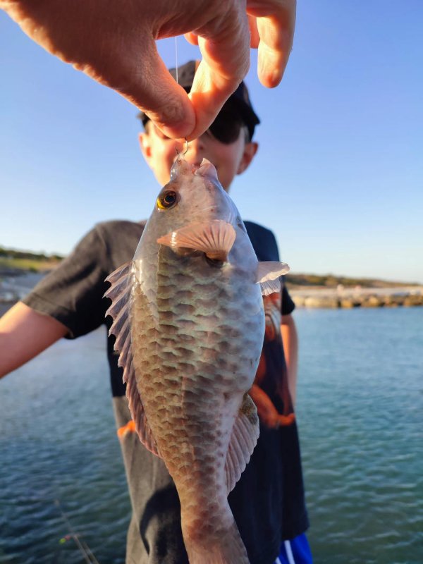 PapageienFisch.jpg