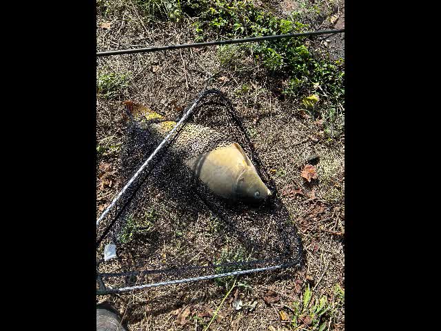 karpfen 2023_1.jpg (1) (1).jpg