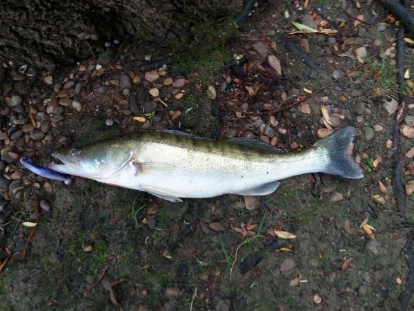 Neckar-Zander 02 - 27-06-2015.jpg