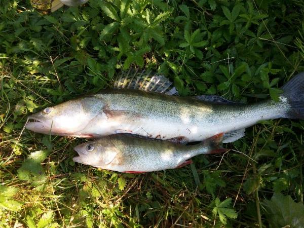 Neckar-Zander 03 - 27-06-2015.jpg